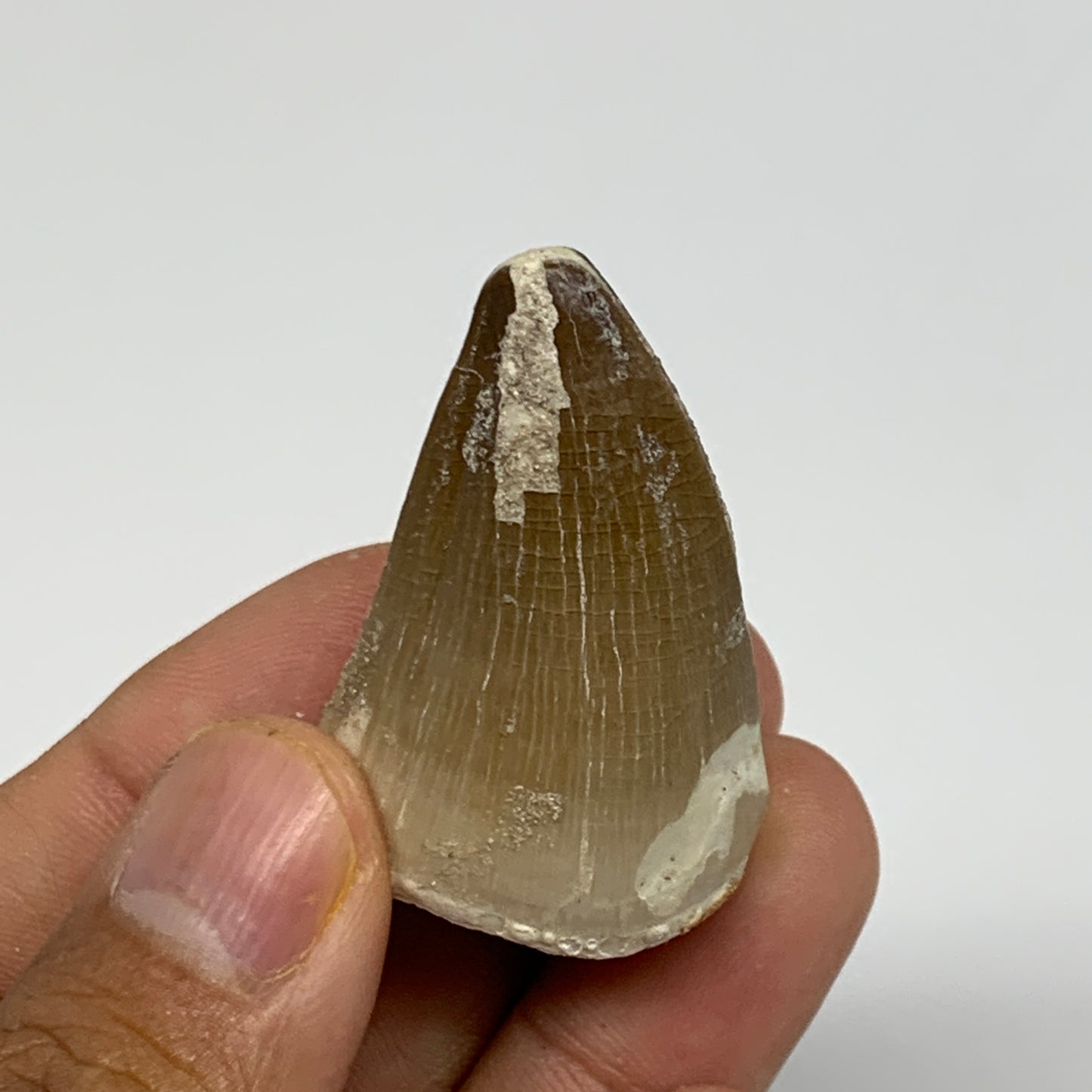 19.9g,1.5"X1"x0.8" Fossil Mosasaur Tooth reptiles, Cretaceous @Morocco,B12892