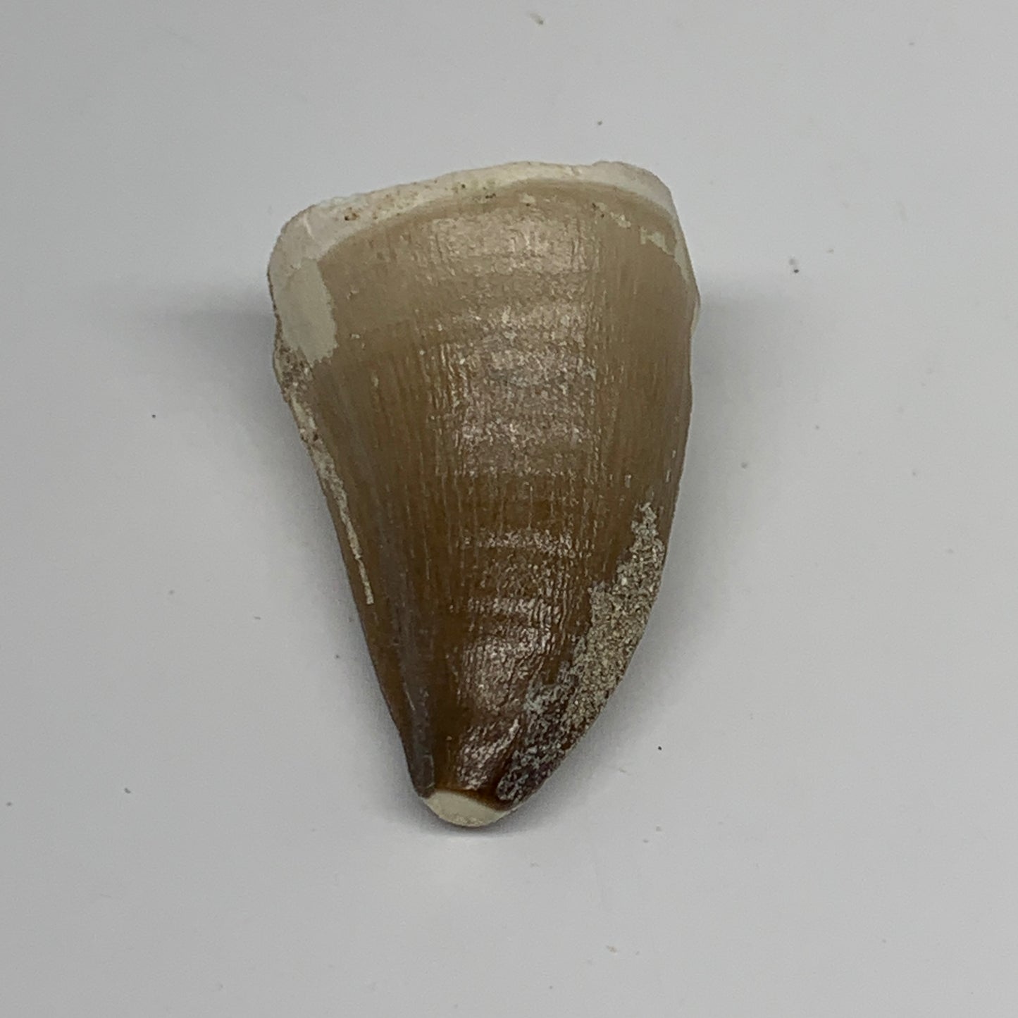 19.9g,1.5"X1"x0.8" Fossil Mosasaur Tooth reptiles, Cretaceous @Morocco,B12892