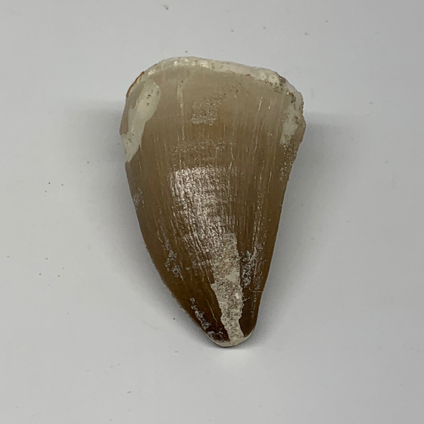 19.9g,1.5"X1"x0.8" Fossil Mosasaur Tooth reptiles, Cretaceous @Morocco,B12892