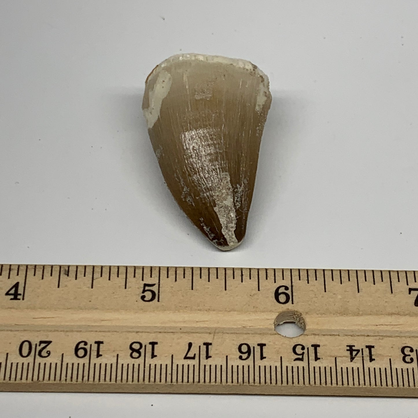 19.9g,1.5"X1"x0.8" Fossil Mosasaur Tooth reptiles, Cretaceous @Morocco,B12892