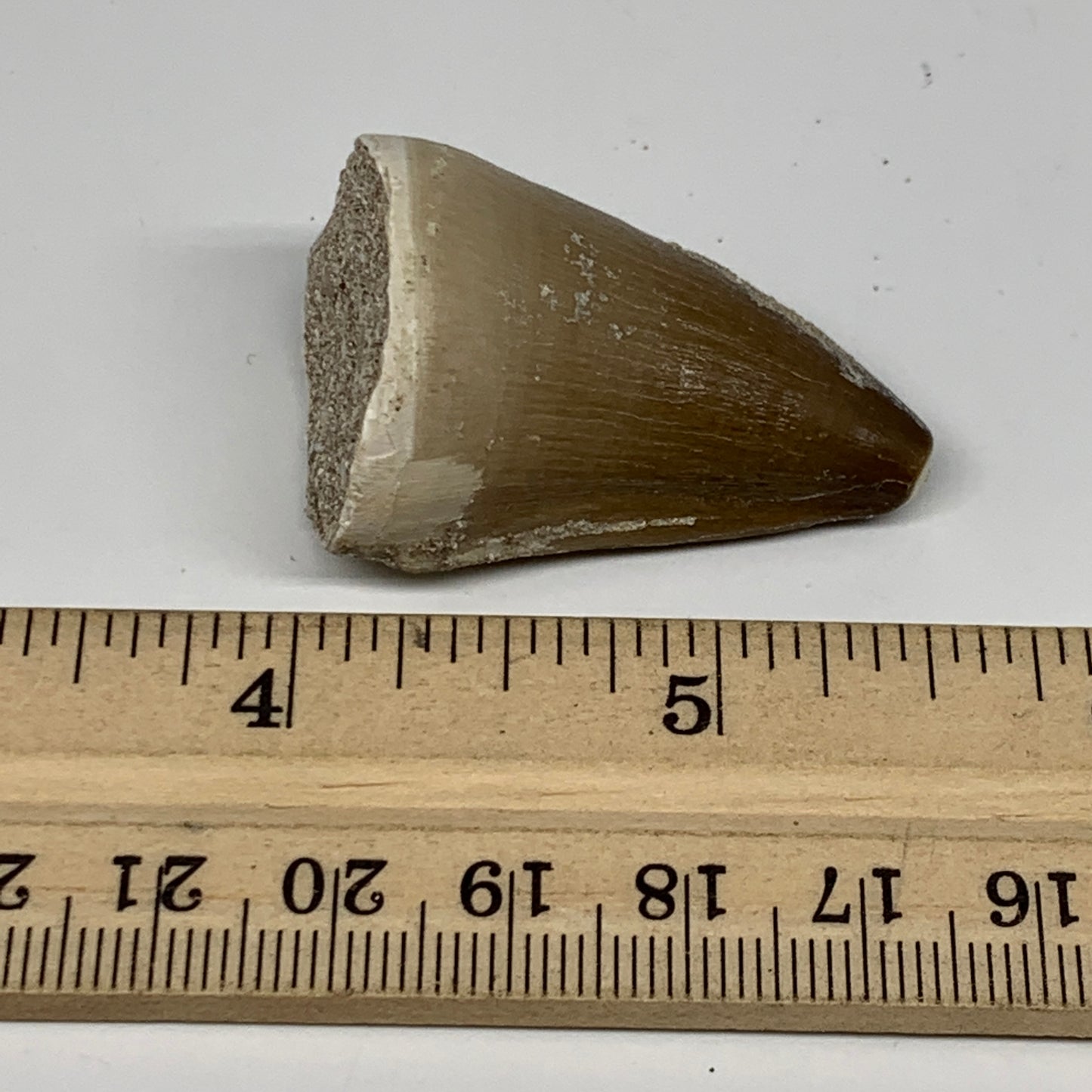 19.9g,1.5"X1"x0.8" Fossil Mosasaur Tooth reptiles, Cretaceous @Morocco,B12892