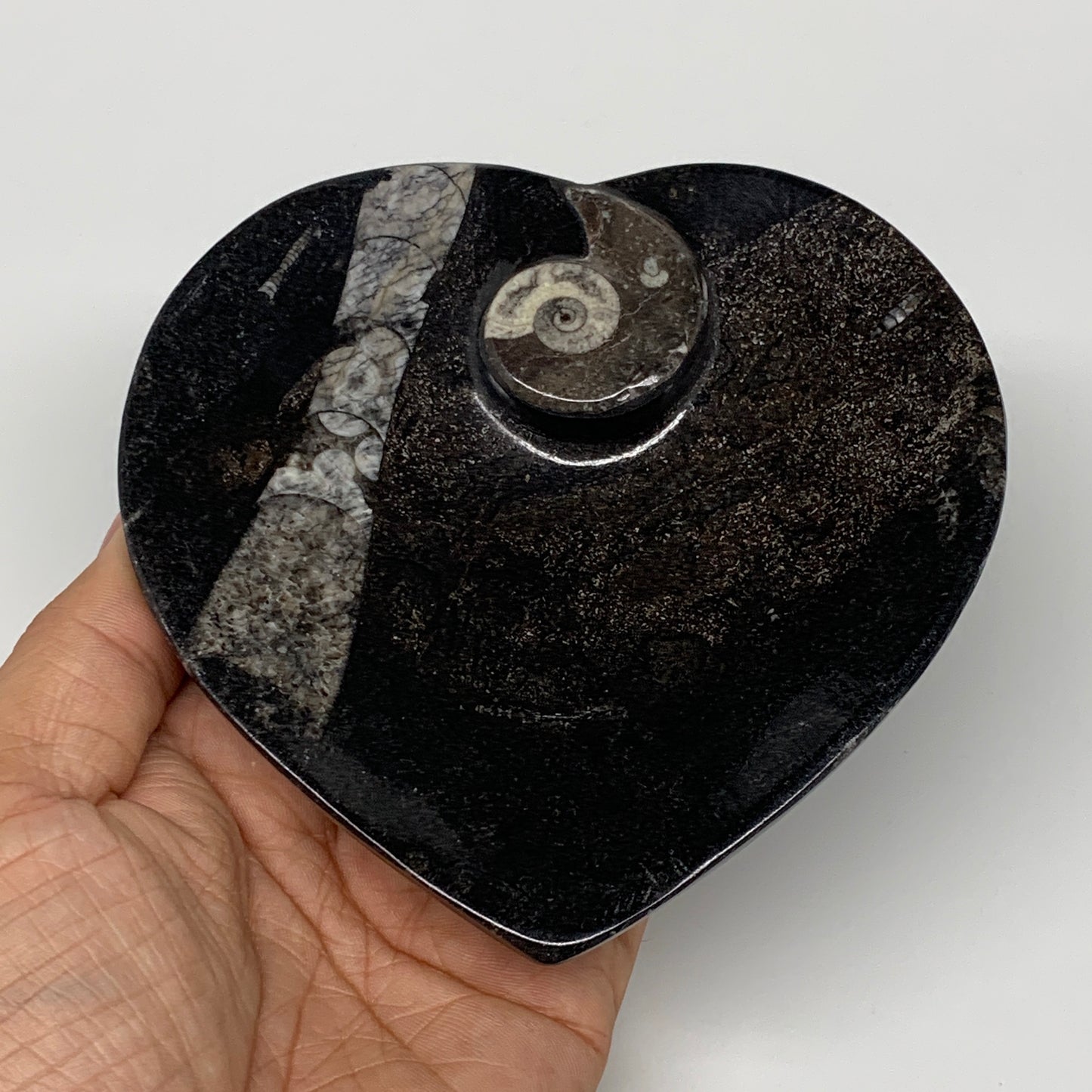 4Pcs, 4.8"x4.7" Small Heart Fossils Orthoceras Ammonite Bowls @Morocco, B8786