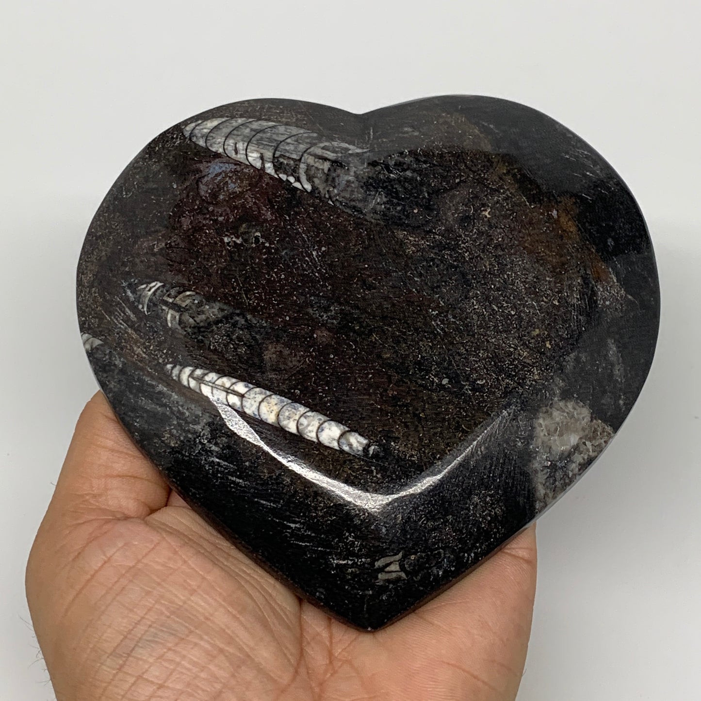 4Pcs, 4.8"x4.7" Small Heart Fossils Orthoceras Ammonite Bowls @Morocco, B8786