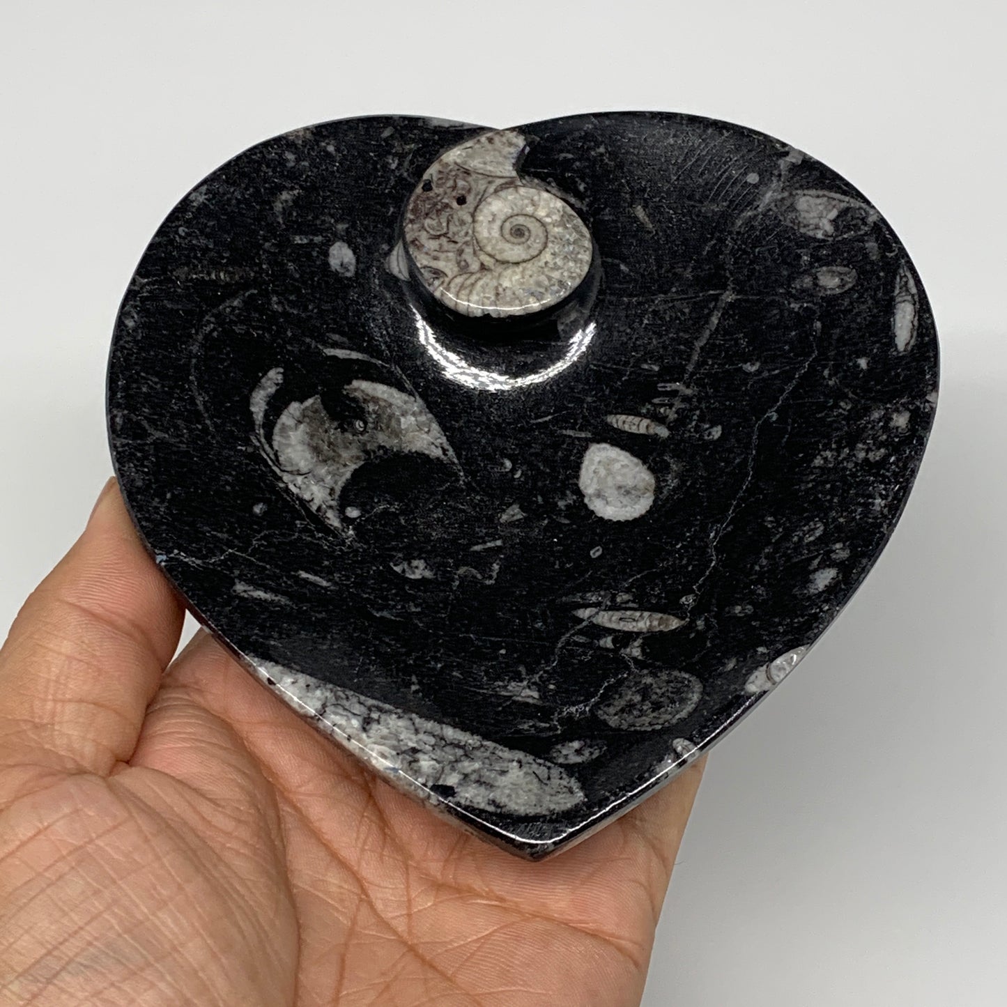 4Pcs, 4.8"x4.7" Small Heart Fossils Orthoceras Ammonite Bowls @Morocco, B8786