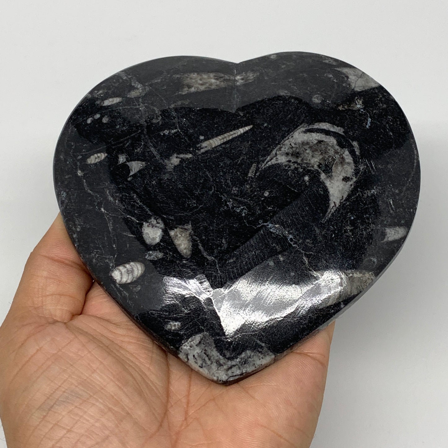 4Pcs, 4.8"x4.7" Small Heart Fossils Orthoceras Ammonite Bowls @Morocco, B8786