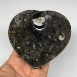 4Pcs, 4.8"x4.7" Small Heart Fossils Orthoceras Ammonite Bowls @Morocco, B8790