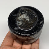 231.1g, 1.8"x2.6" Black Fossils Ammonite Orthoceras Jewelry Box @Morocco,F2363