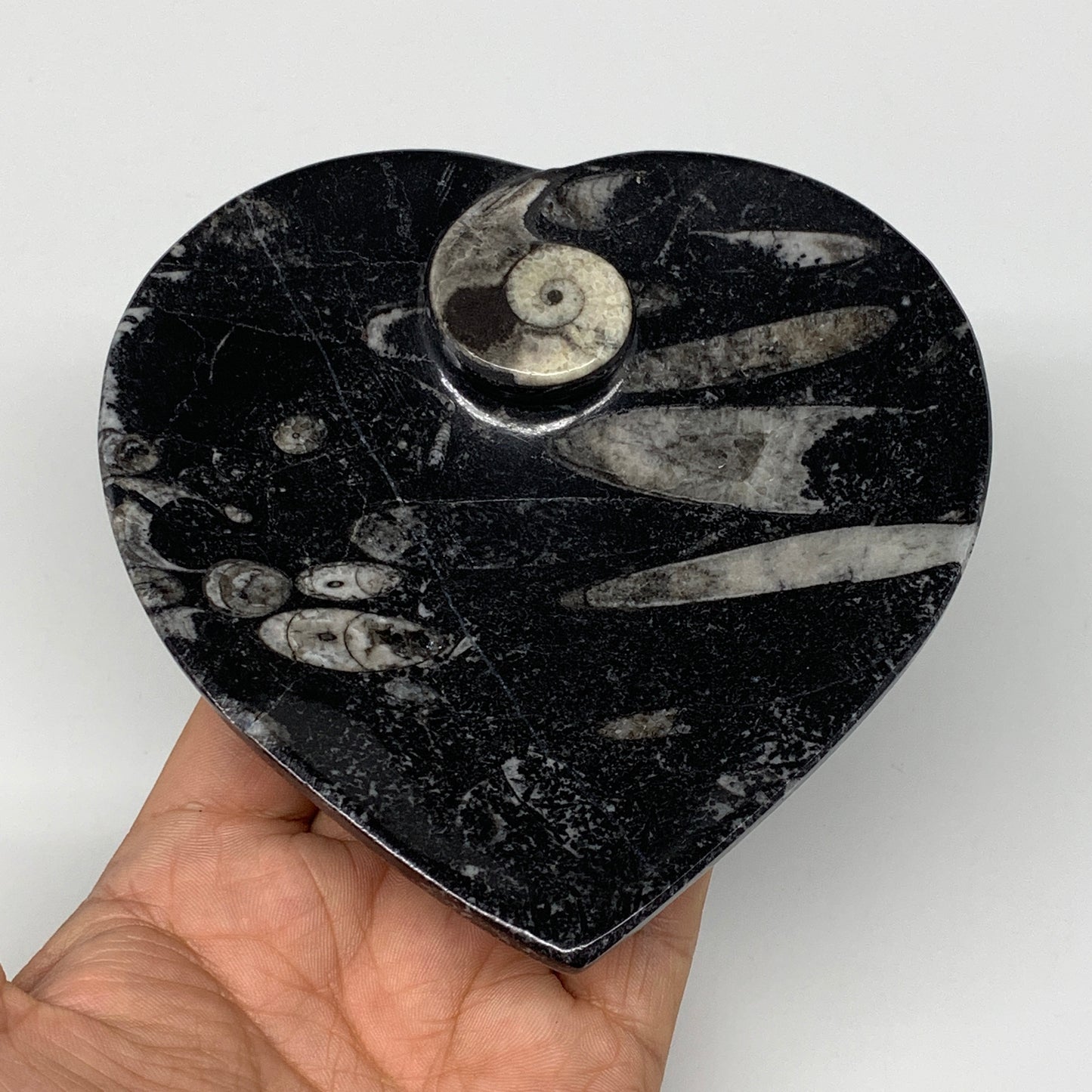 4Pcs, 4.8"x4.7" Small Heart Fossils Orthoceras Ammonite Bowls @Morocco, B8792