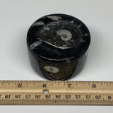 225.1g, 1.7"x2.6" Black Fossils Ammonite Orthoceras Jewelry Box @Morocco,F2367