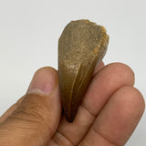 18.9g,1.7"X1.1"x0.8" Fossil Mosasaur Tooth reptiles, Cretaceous @Morocco,B12880
