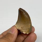 18.9g,1.7"X1.1"x0.8" Fossil Mosasaur Tooth reptiles, Cretaceous @Morocco,B12880