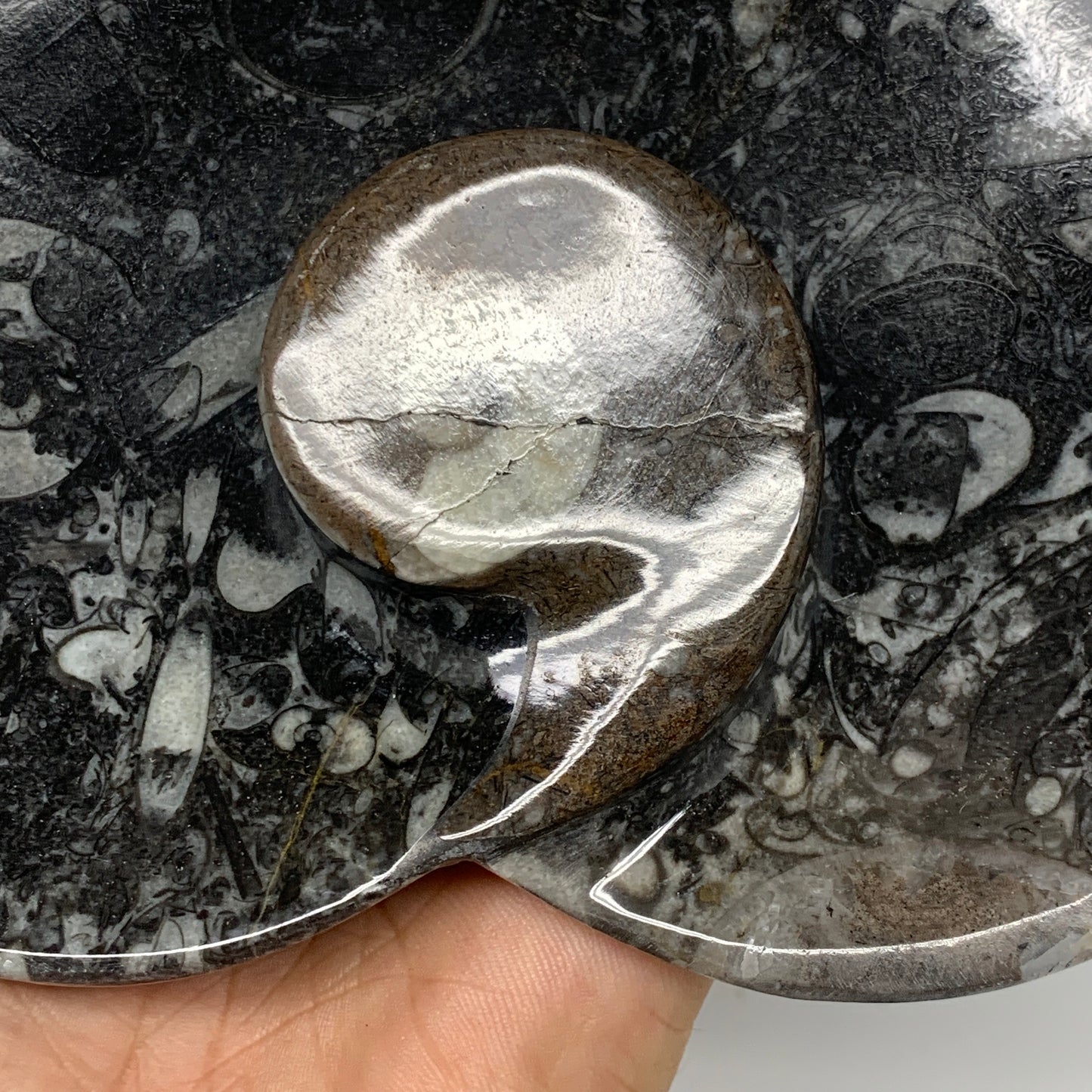 2Pcs, 6.25"x6.25" Heart Fossils Orthoceras Ammonite Bowls @Morocco, B8799