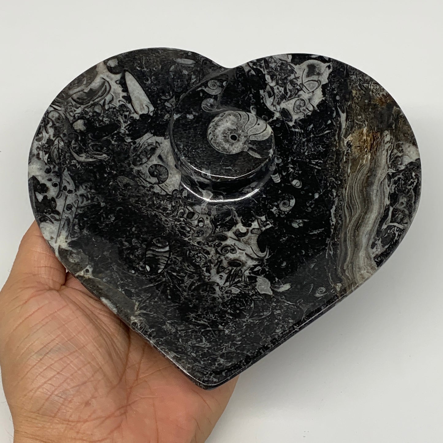 2Pcs, 6.25"x6.25" Heart Fossils Orthoceras Ammonite Bowls @Morocco, B8800