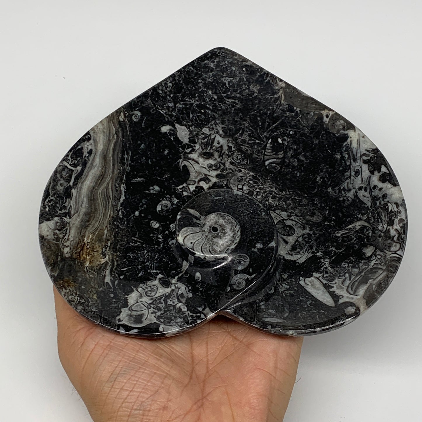 2Pcs, 6.25"x6.25" Heart Fossils Orthoceras Ammonite Bowls @Morocco, B8800