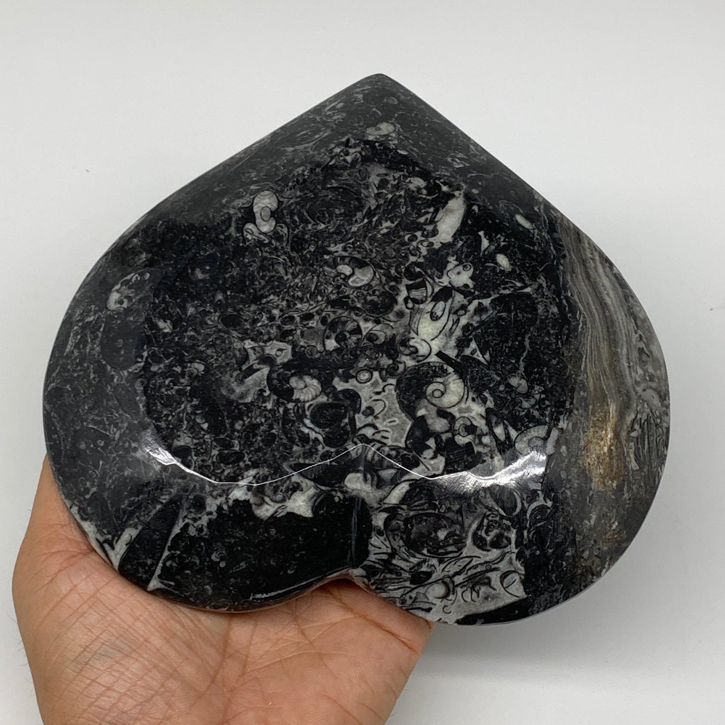 2Pcs, 6.25"x6.25" Heart Fossils Orthoceras Ammonite Bowls @Morocco, B8800