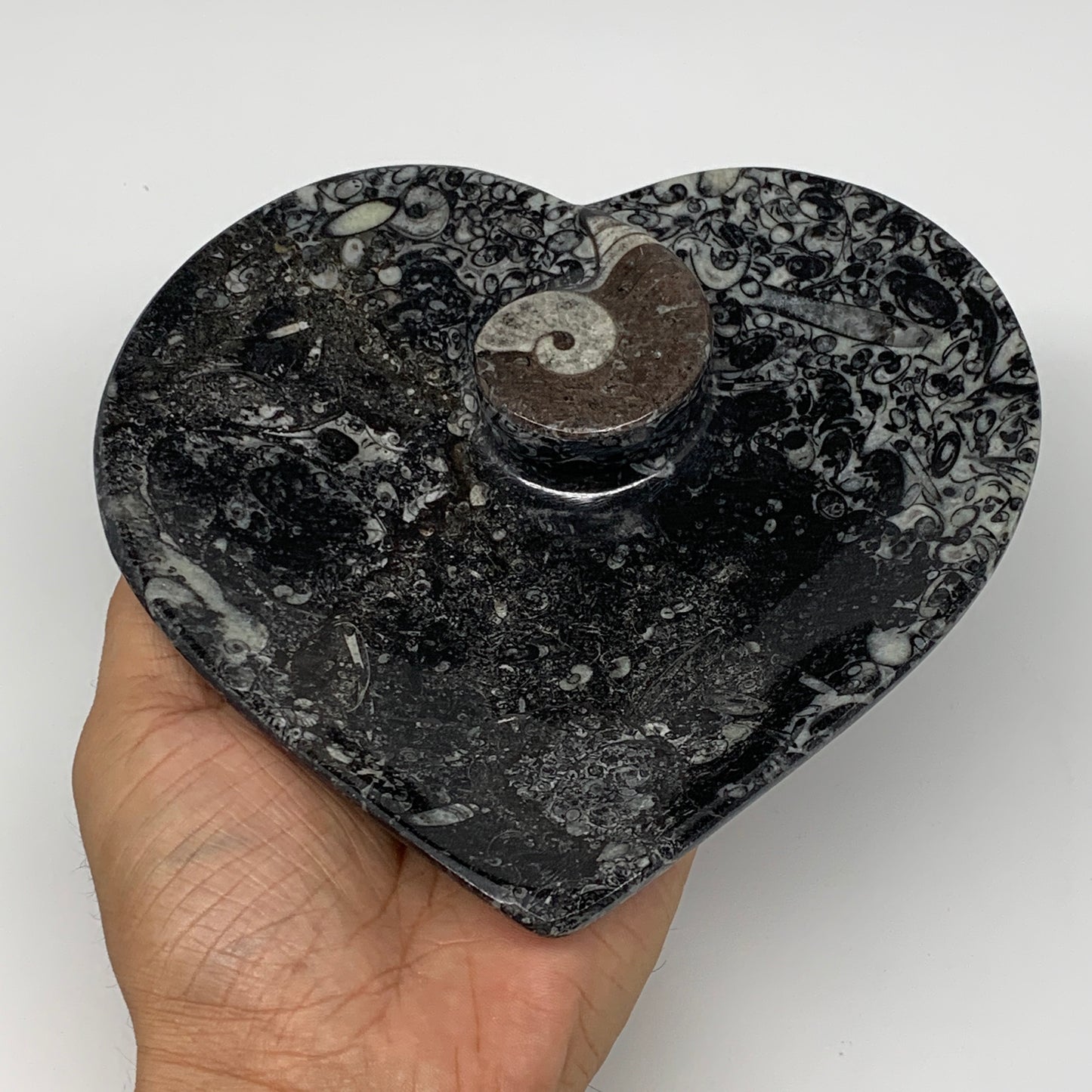 2Pcs, 6.25"x6.25" Heart Fossils Orthoceras Ammonite Bowls @Morocco, B8800