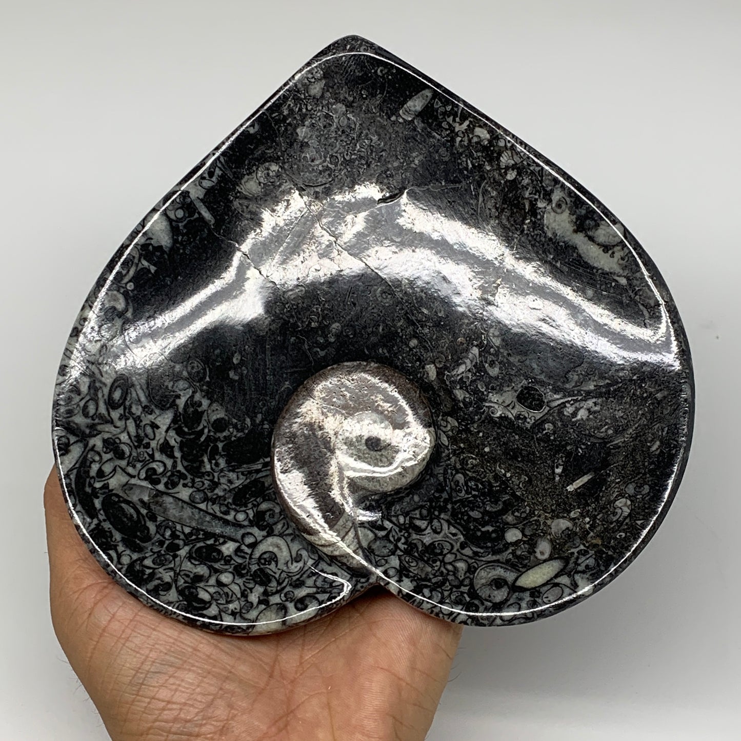 2Pcs, 6.25"x6.25" Heart Fossils Orthoceras Ammonite Bowls @Morocco, B8800