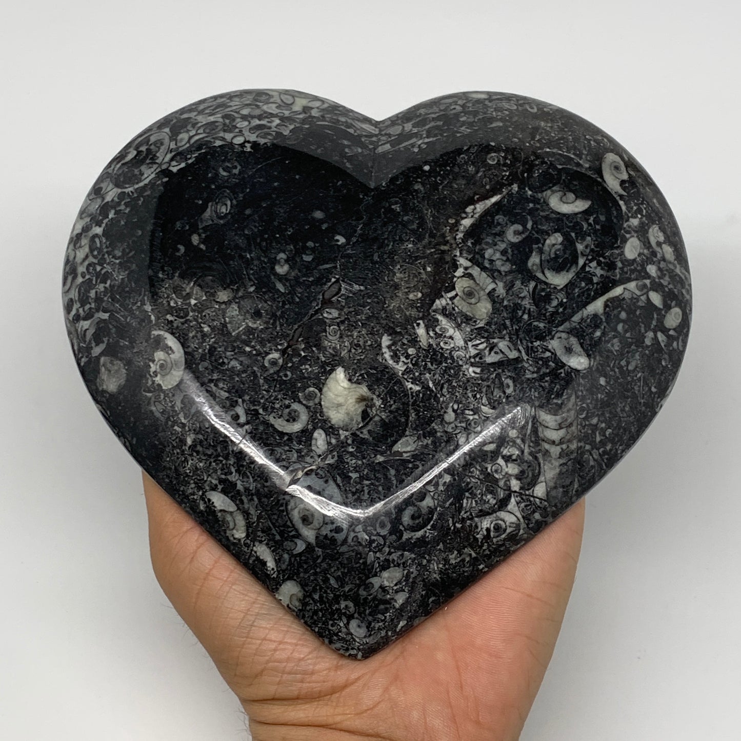 2Pcs, 6.25"x6.25" Heart Fossils Orthoceras Ammonite Bowls @Morocco, B8800
