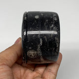232.8g, 1.8"x2.6" Black Fossils Ammonite Orthoceras Jewelry Box @Morocco,F2380