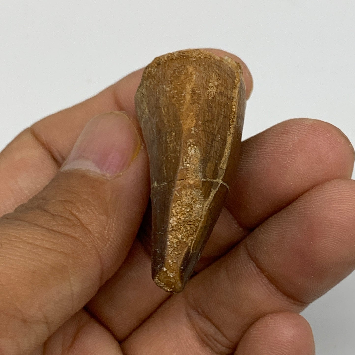 14.9g,1.6"X1"x0.7" Fossil Mosasaur Tooth reptiles, Cretaceous @Morocco,B12887