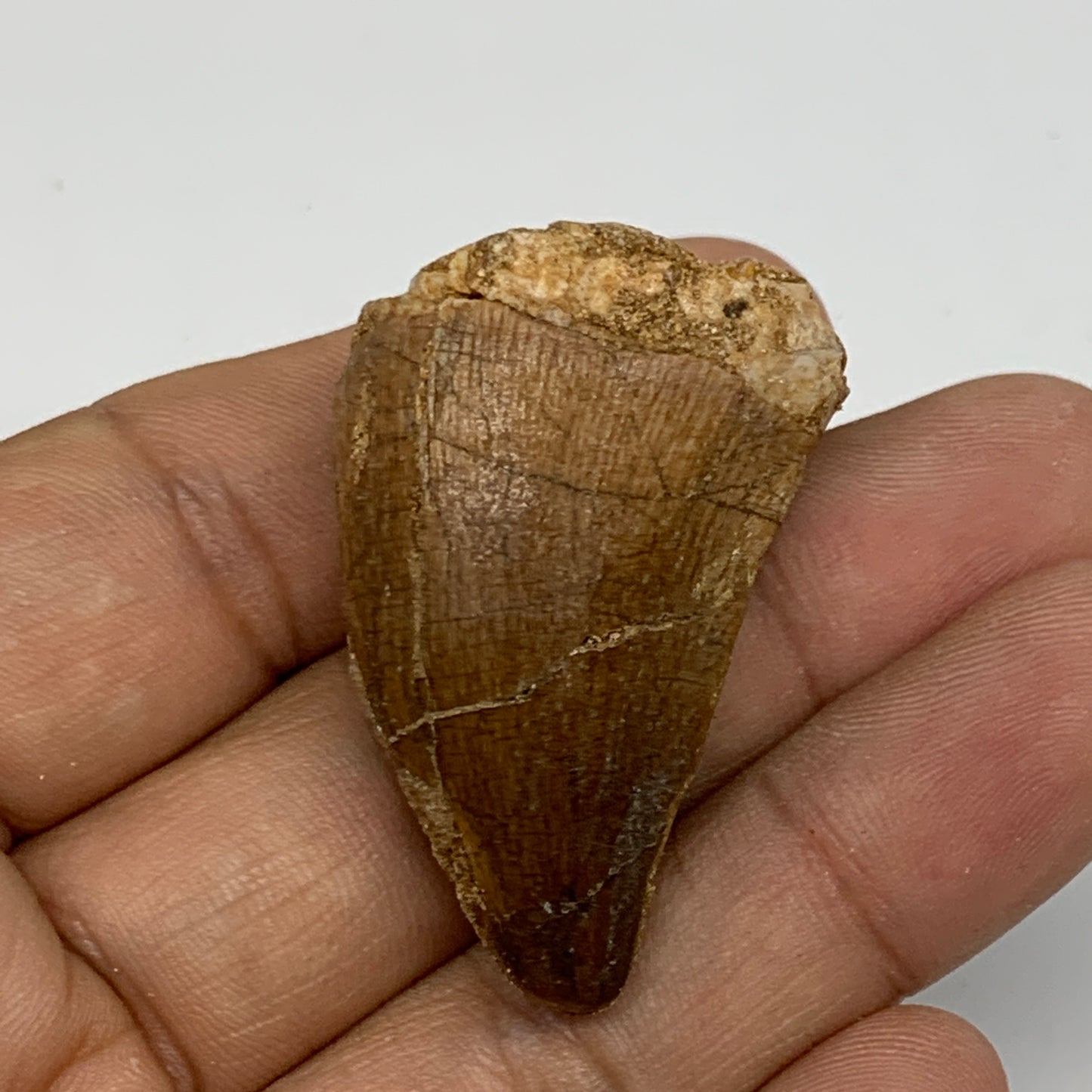 14.9g,1.6"X1"x0.7" Fossil Mosasaur Tooth reptiles, Cretaceous @Morocco,B12887