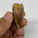 14.9g,1.6"X1"x0.7" Fossil Mosasaur Tooth reptiles, Cretaceous @Morocco,B12887