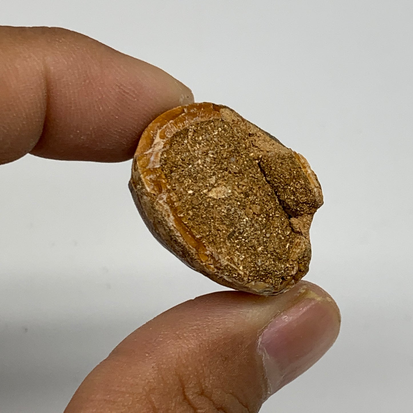 14.9g,1.6"X1"x0.7" Fossil Mosasaur Tooth reptiles, Cretaceous @Morocco,B12887