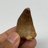 14.9g,1.6"X1"x0.7" Fossil Mosasaur Tooth reptiles, Cretaceous @Morocco,B12887
