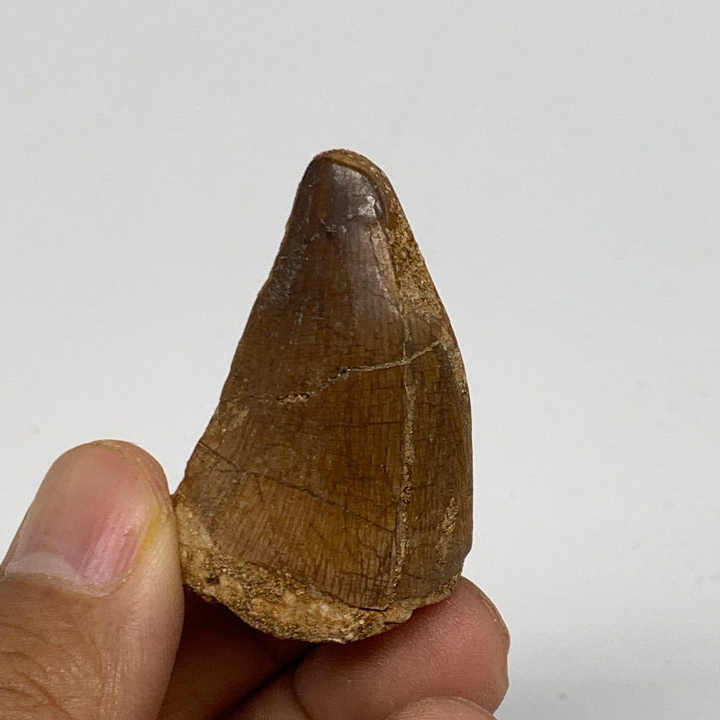 14.9g,1.6"X1"x0.7" Fossil Mosasaur Tooth reptiles, Cretaceous @Morocco,B12887