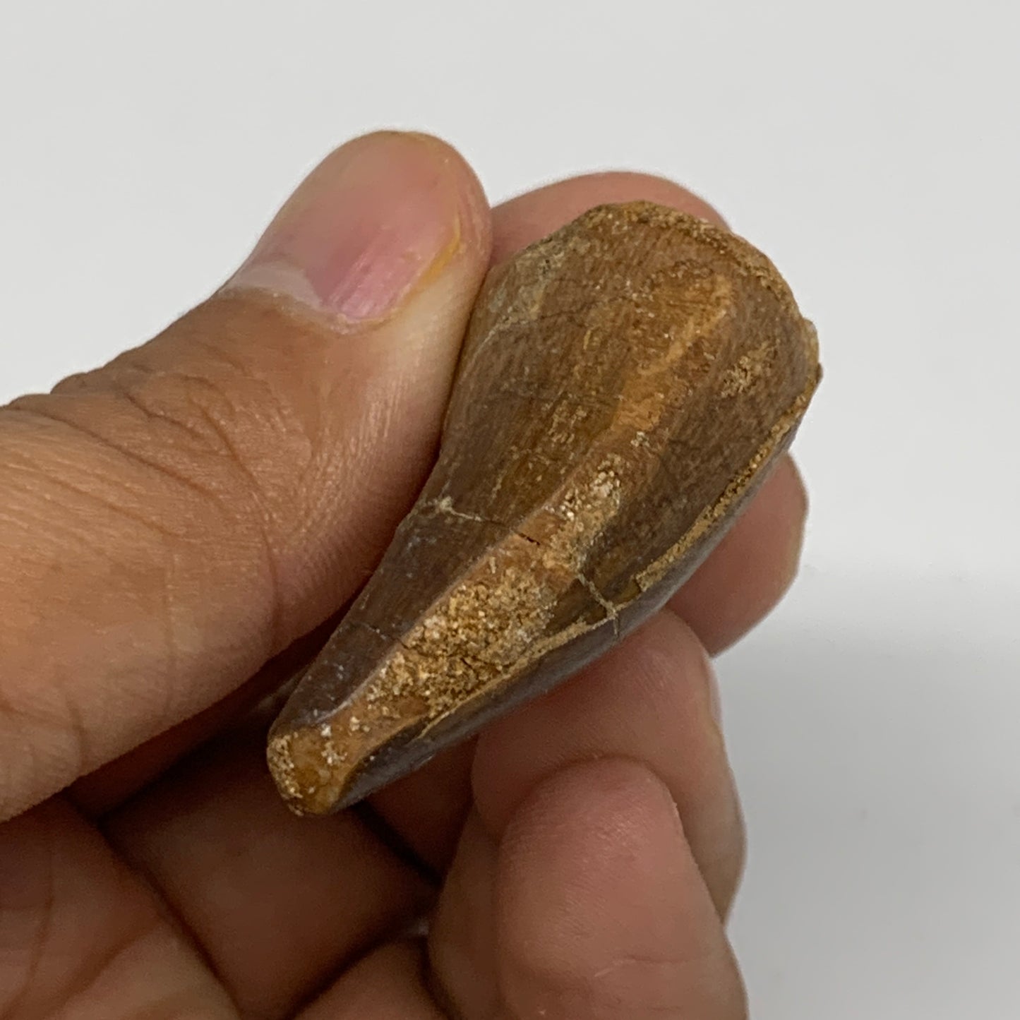 14.9g,1.6"X1"x0.7" Fossil Mosasaur Tooth reptiles, Cretaceous @Morocco,B12887