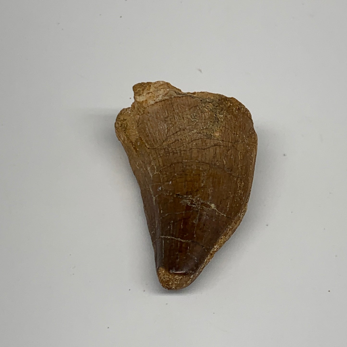 14.9g,1.6"X1"x0.7" Fossil Mosasaur Tooth reptiles, Cretaceous @Morocco,B12887