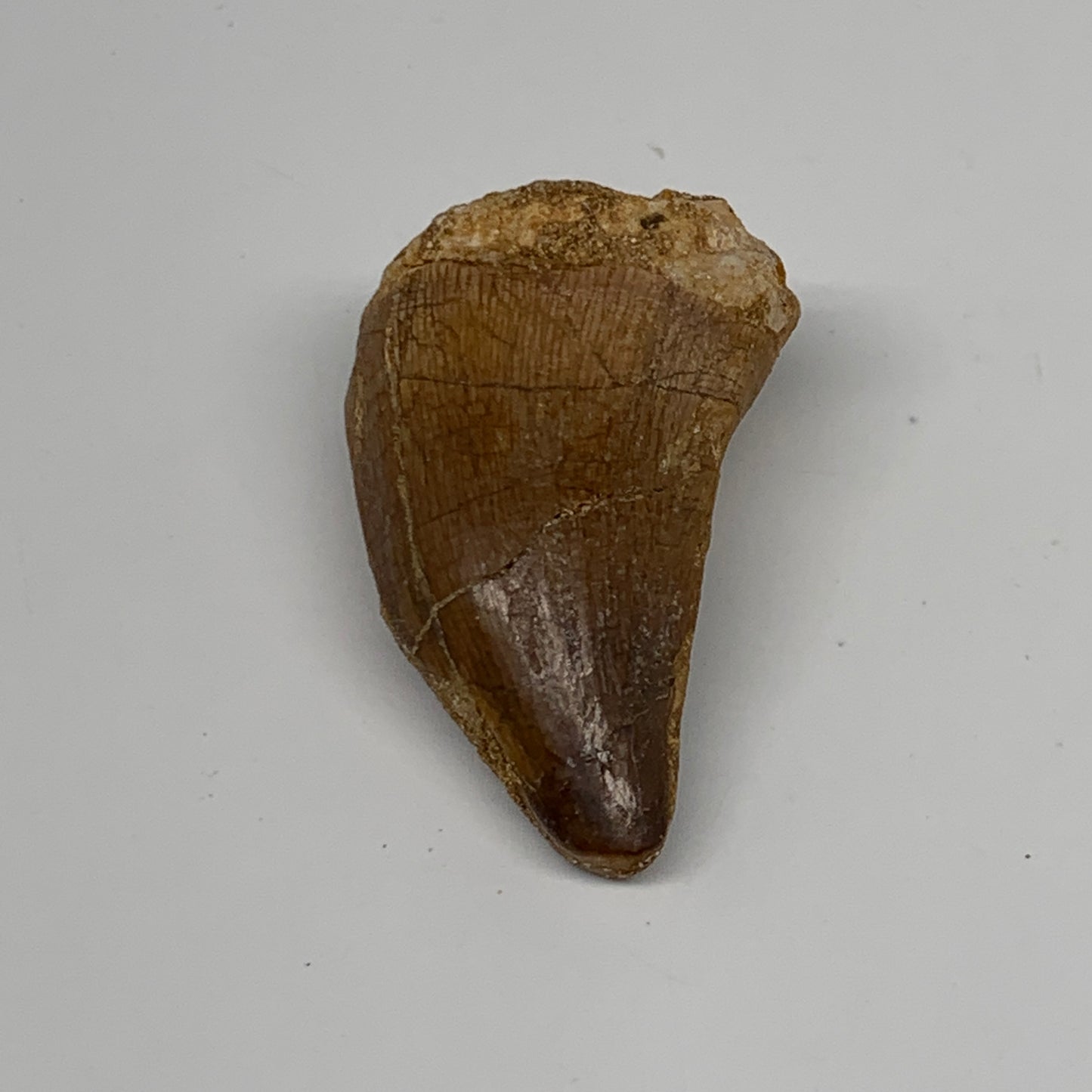 14.9g,1.6"X1"x0.7" Fossil Mosasaur Tooth reptiles, Cretaceous @Morocco,B12887