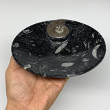 2Pcs, 6.5"x5.25" Black Fossils Ammonite Orthoceras Bowl Oval Ring @Morocco,B8806