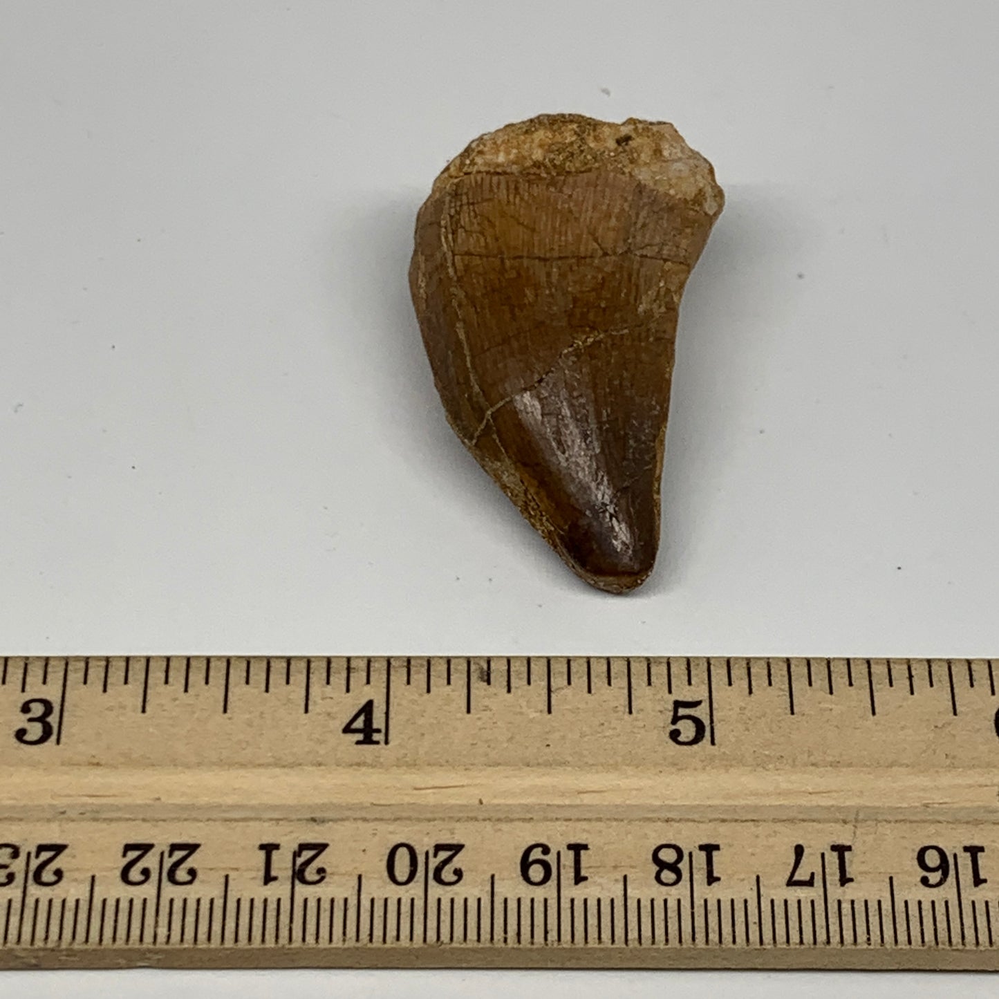 14.9g,1.6"X1"x0.7" Fossil Mosasaur Tooth reptiles, Cretaceous @Morocco,B12887