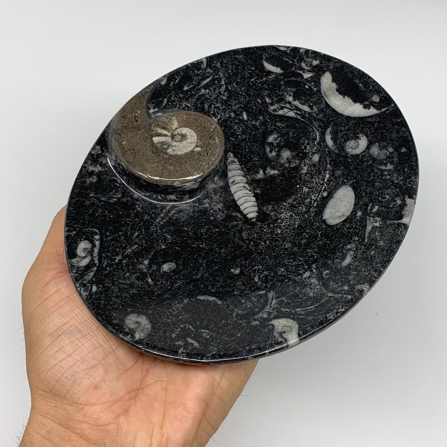 2Pcs, 6.5"x5.25" Black Fossils Ammonite Orthoceras Bowl Oval Ring @Morocco,B8806