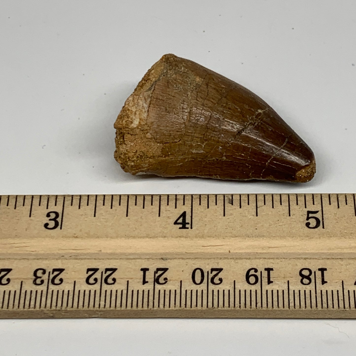 14.9g,1.6"X1"x0.7" Fossil Mosasaur Tooth reptiles, Cretaceous @Morocco,B12887