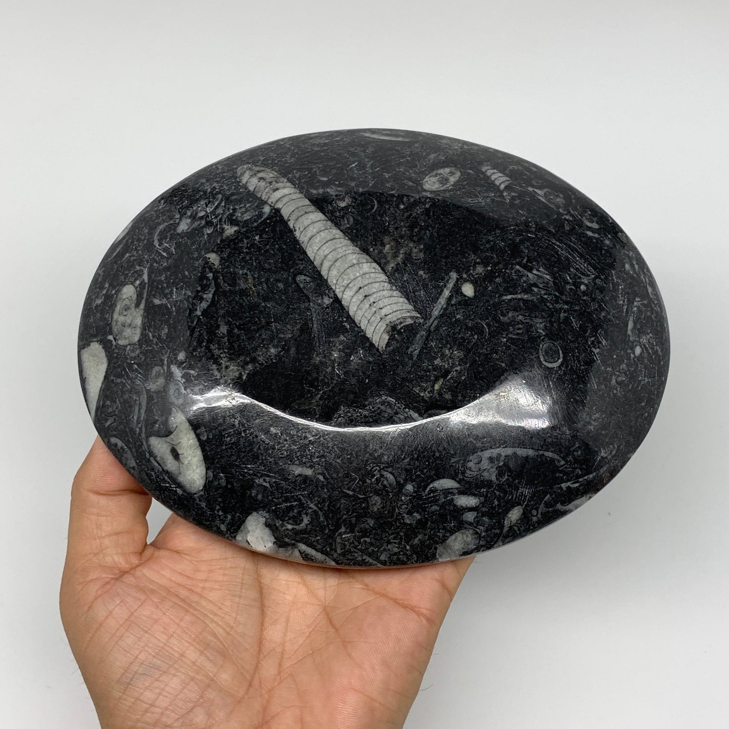 2Pcs, 6.5"x5.25" Black Fossils Ammonite Orthoceras Bowl Oval Ring @Morocco,B8806