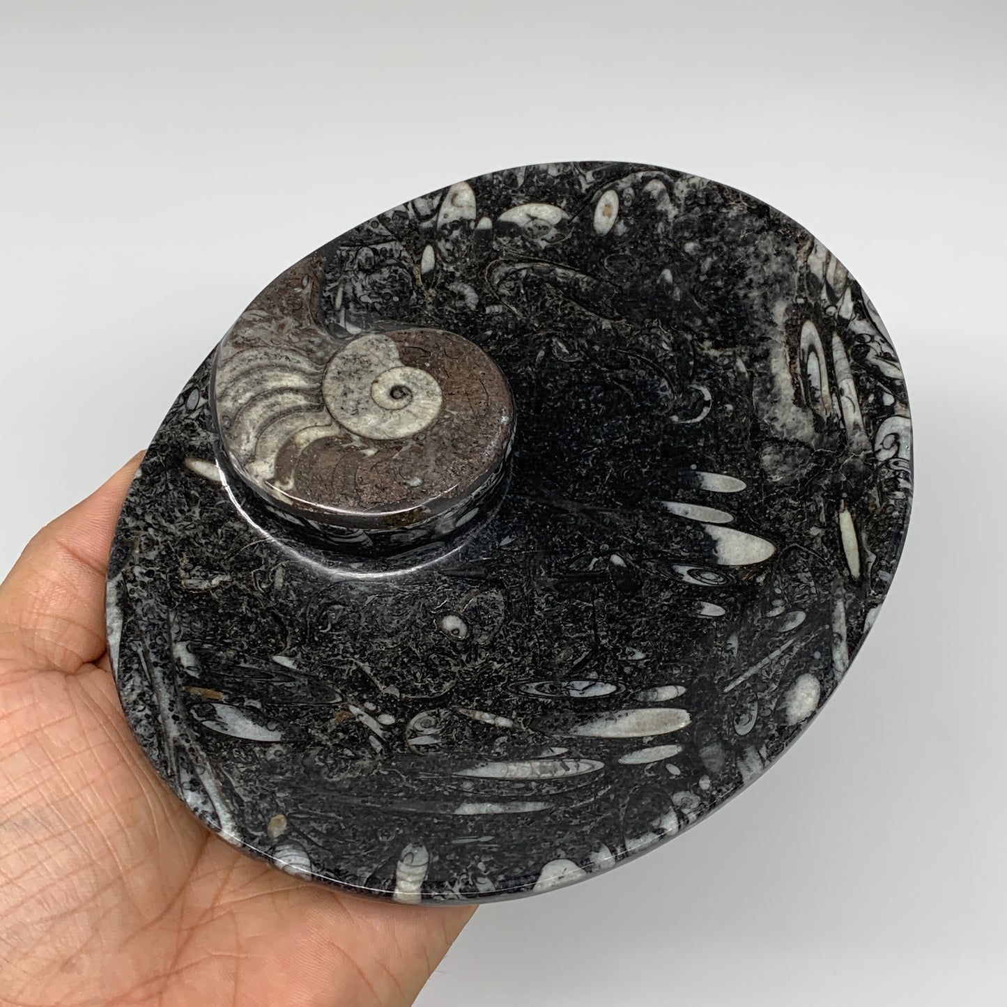 2Pcs, 6.5"x5.25" Black Fossils Ammonite Orthoceras Bowl Oval Ring @Morocco,B8806