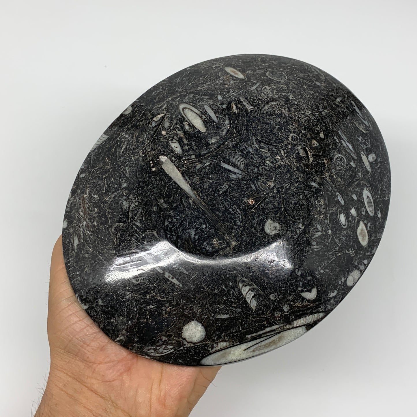 2Pcs, 6.5"x5.25" Black Fossils Ammonite Orthoceras Bowl Oval Ring @Morocco,B8806