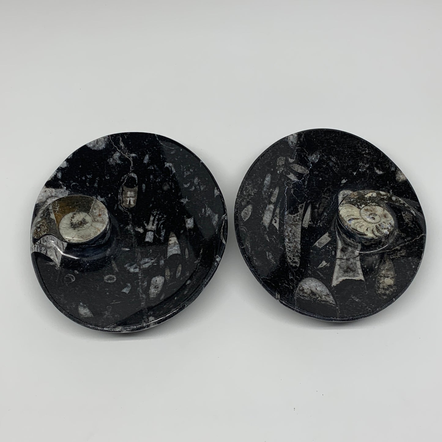 2pcs, 6-6.25"x4.7" Black Fossils Ammonite Orthoceras Bowl Oval Ring @Morocco,B88