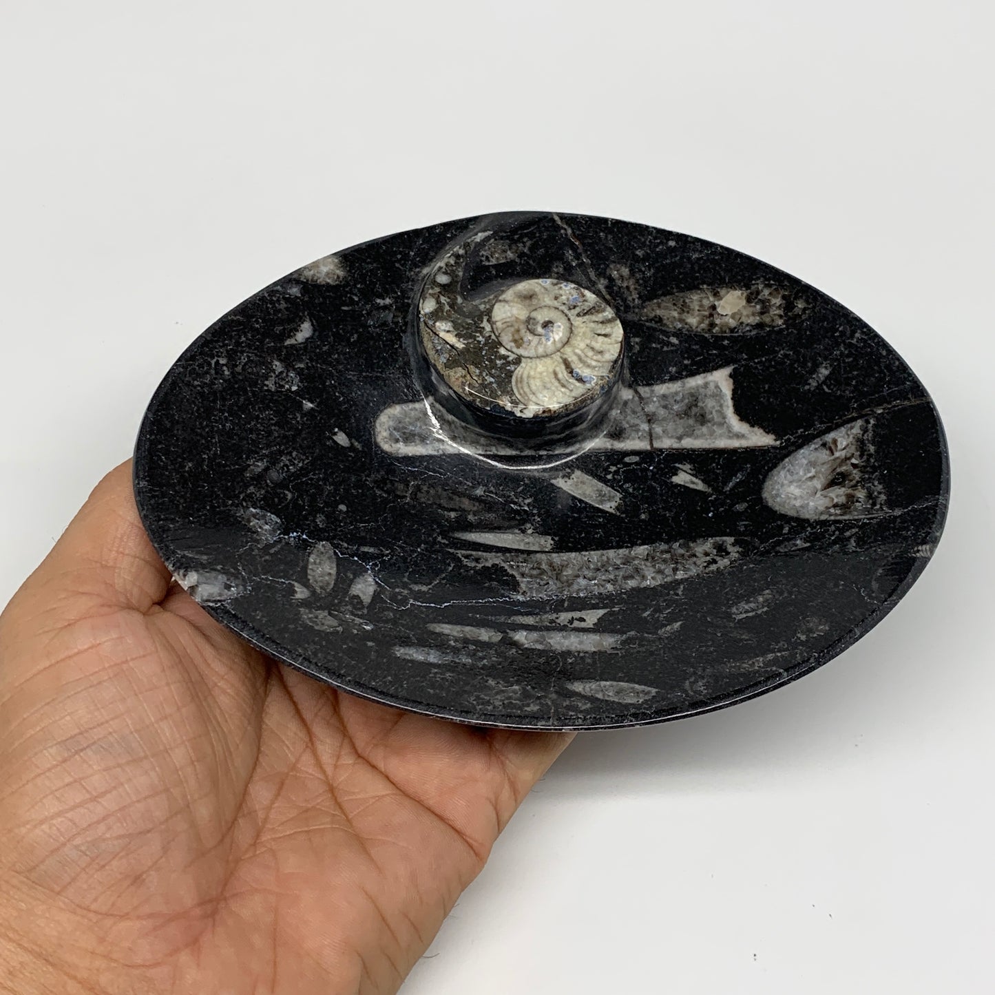 2pcs, 6-6.25"x4.7" Black Fossils Ammonite Orthoceras Bowl Oval Ring @Morocco,B88