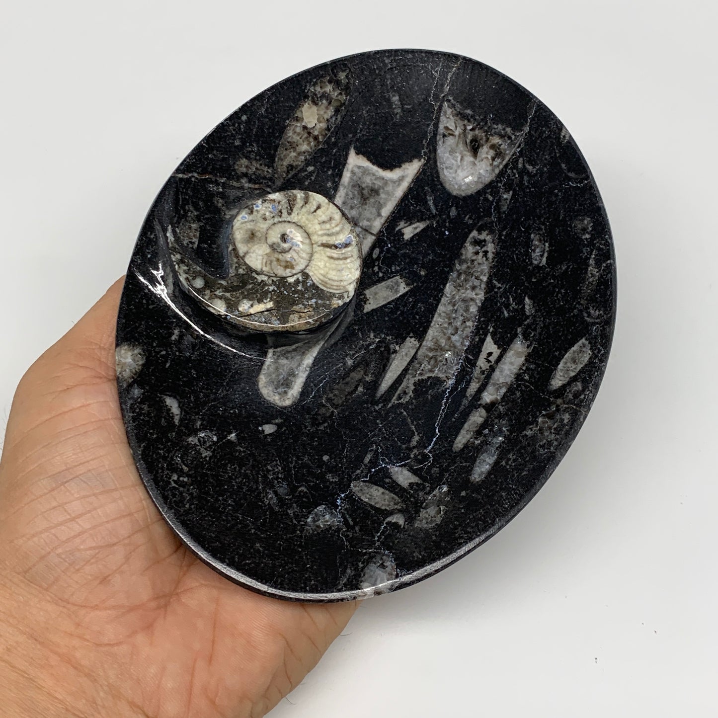 2pcs, 6-6.25"x4.7" Black Fossils Ammonite Orthoceras Bowl Oval Ring @Morocco,B88