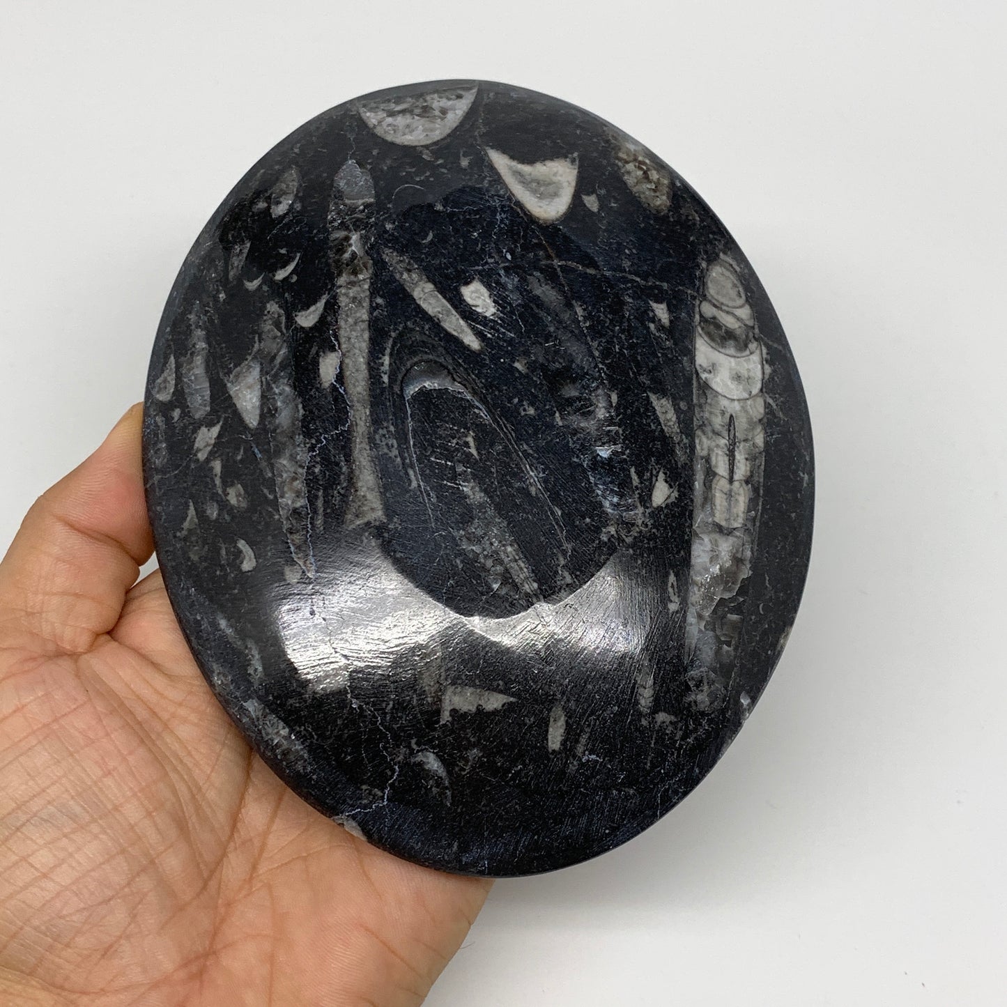 2pcs, 6-6.25"x4.7" Black Fossils Ammonite Orthoceras Bowl Oval Ring @Morocco,B88