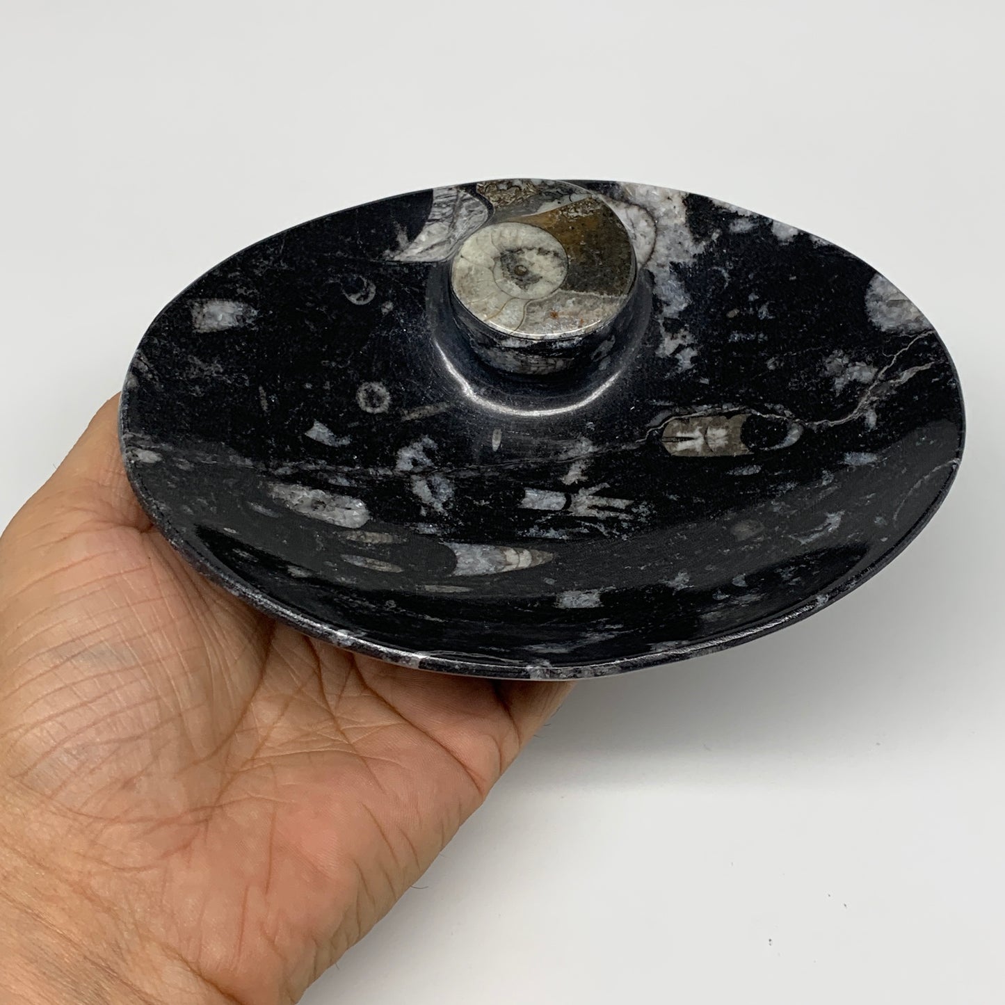 2pcs, 6-6.25"x4.7" Black Fossils Ammonite Orthoceras Bowl Oval Ring @Morocco,B88