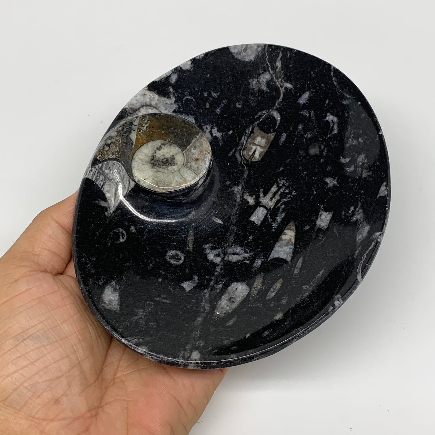2pcs, 6-6.25"x4.7" Black Fossils Ammonite Orthoceras Bowl Oval Ring @Morocco,B88