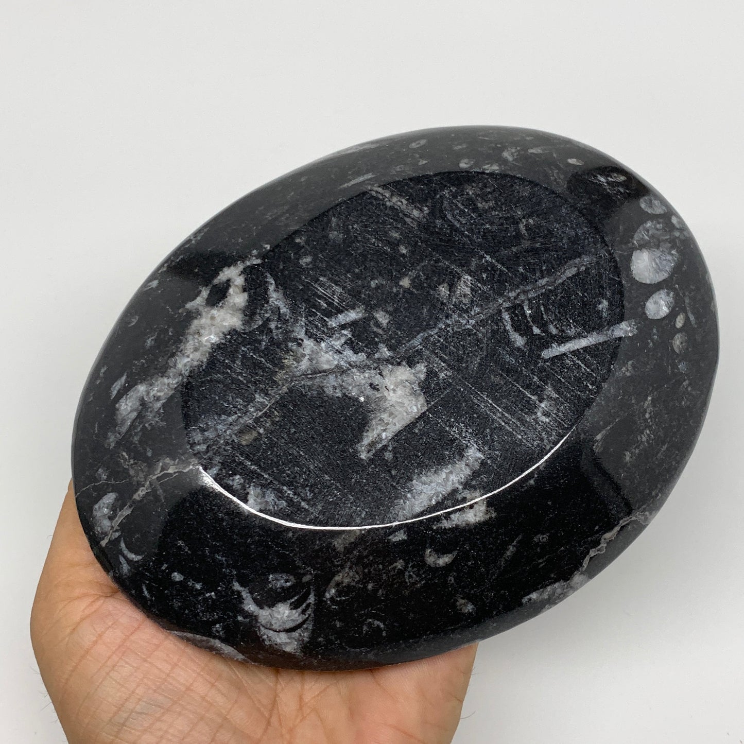 2pcs, 6-6.25"x4.7" Black Fossils Ammonite Orthoceras Bowl Oval Ring @Morocco,B88