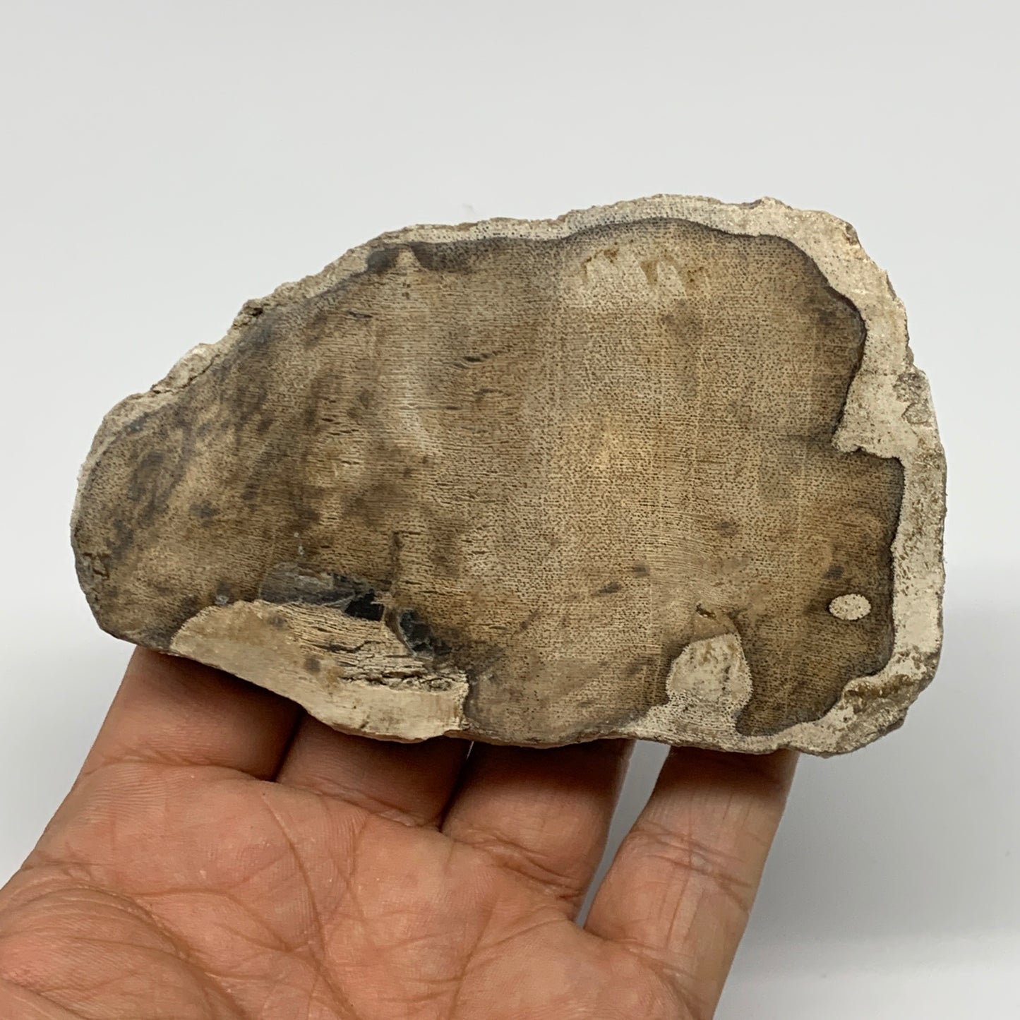 185g,3.9"x2.4"x0.6" Petrified Wood Slab Tree Branch Specimen, Minerals, B22636