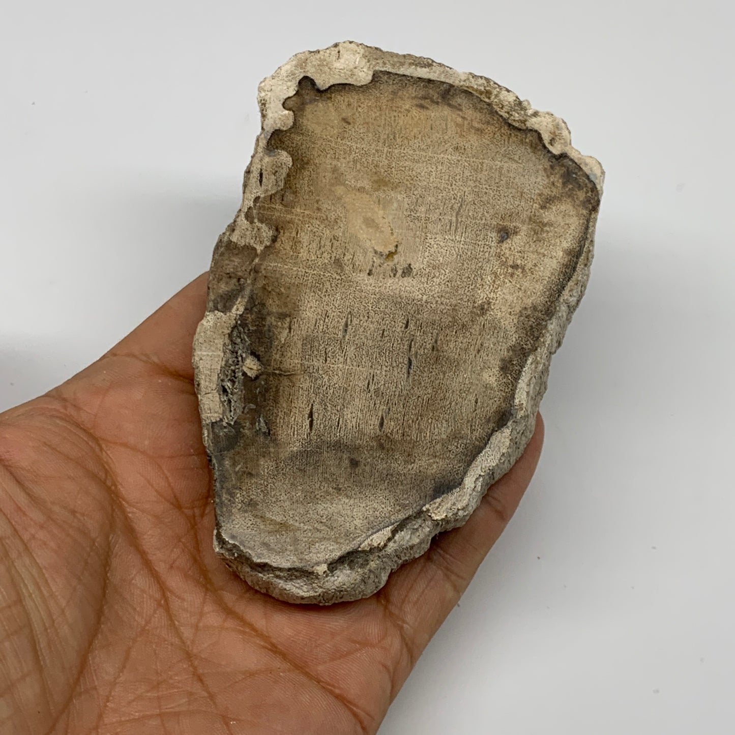 185g,3.9"x2.4"x0.6" Petrified Wood Slab Tree Branch Specimen, Minerals, B22636