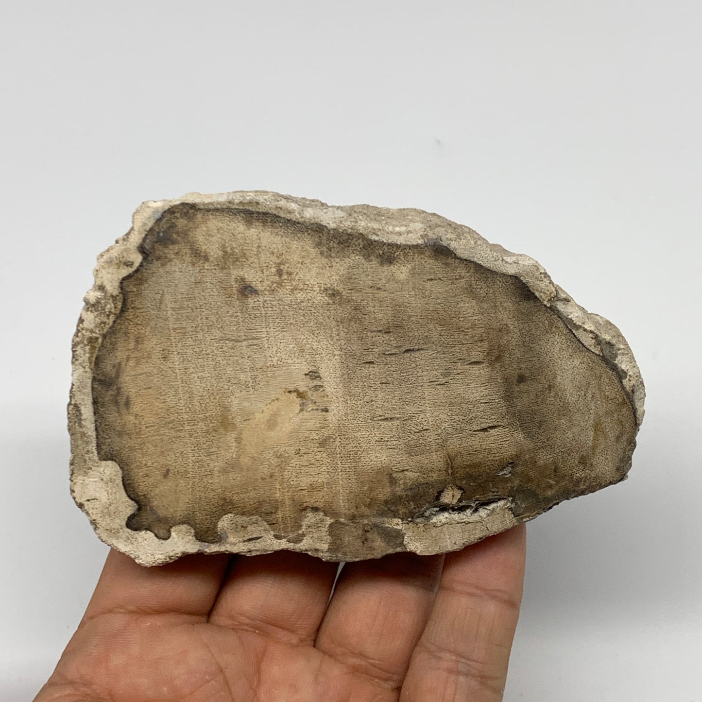 185g,3.9"x2.4"x0.6" Petrified Wood Slab Tree Branch Specimen, Minerals, B22636