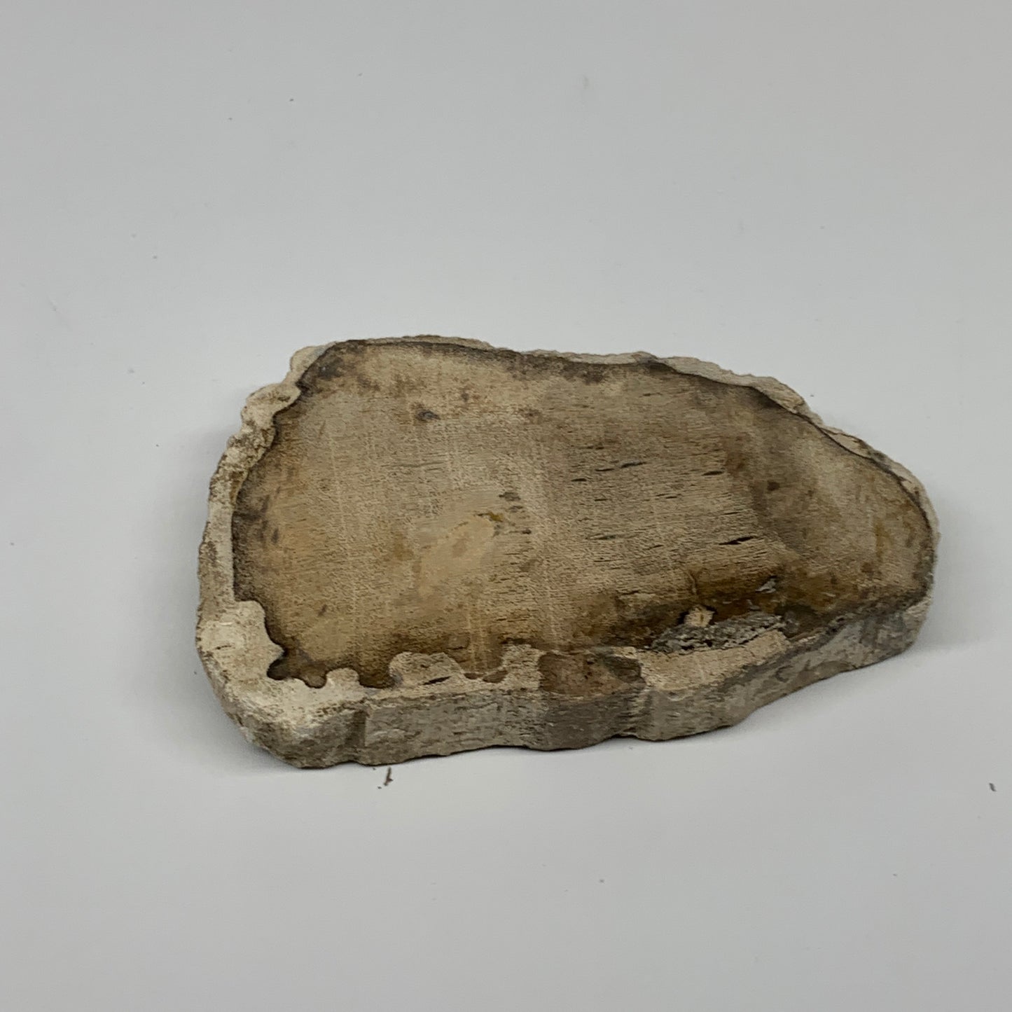 185g,3.9"x2.4"x0.6" Petrified Wood Slab Tree Branch Specimen, Minerals, B22636